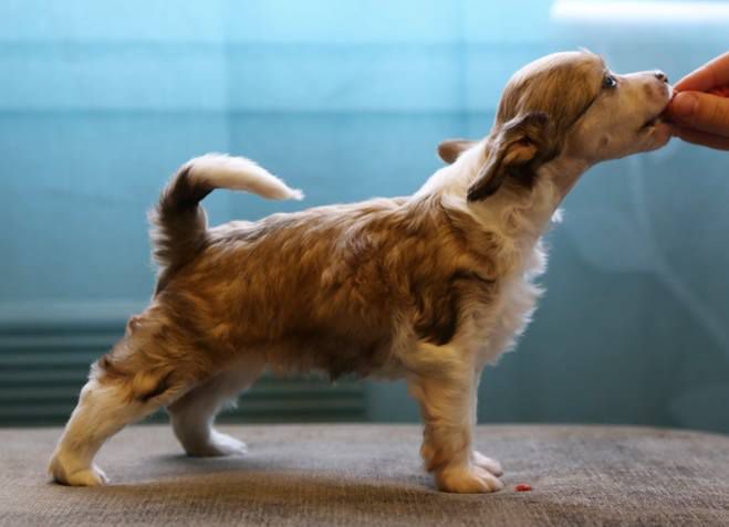 Windy Willow's Flying Saucer