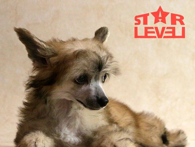 Star Level Music of My Soul