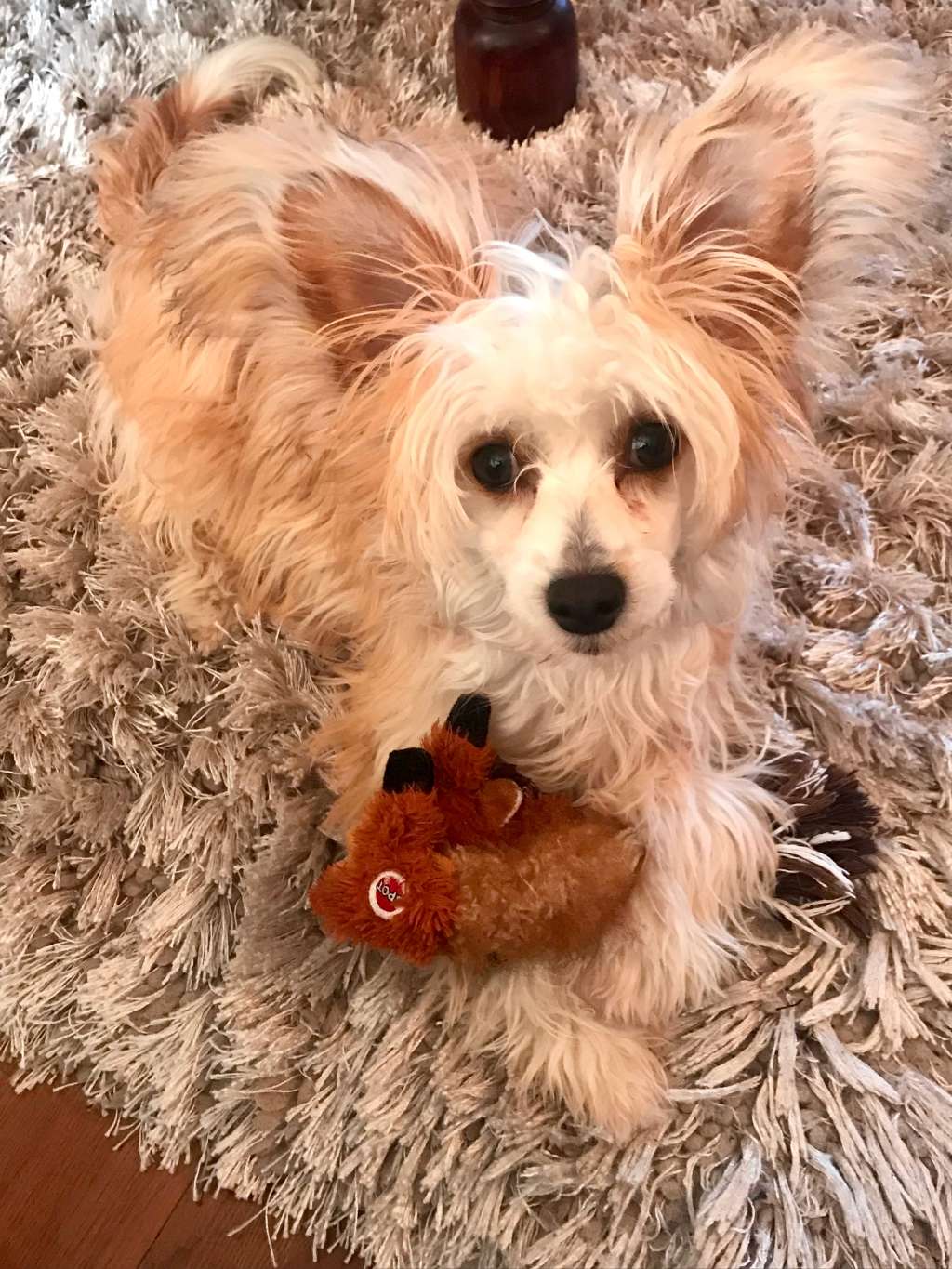 Scherzando Hot In The City