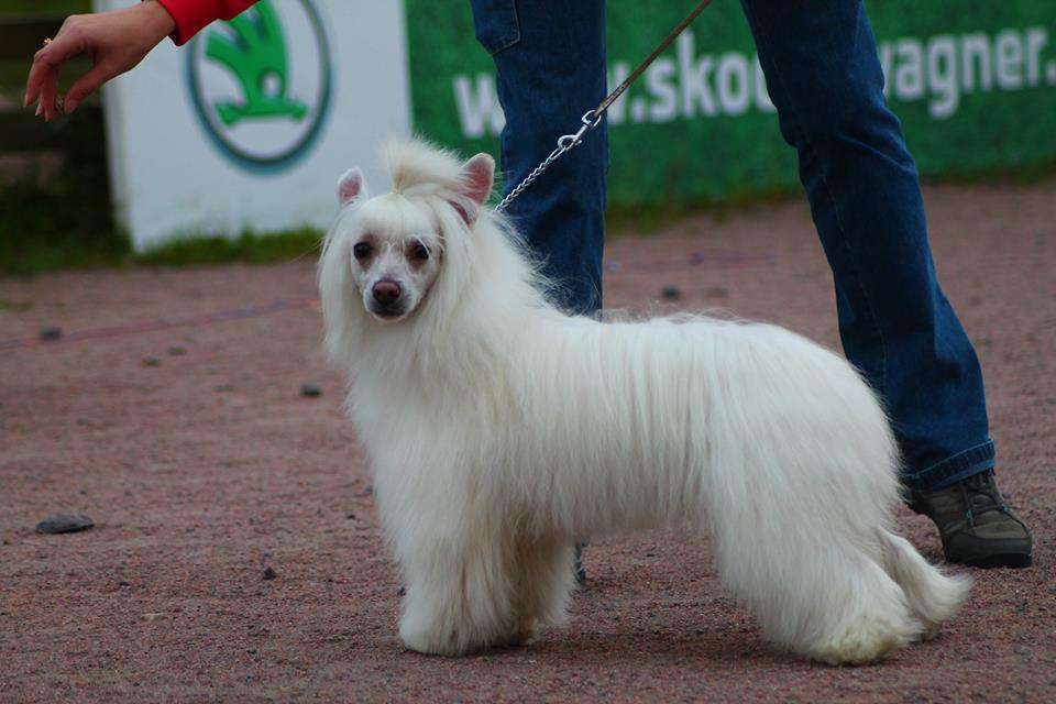 Amadeus Son of Harmony