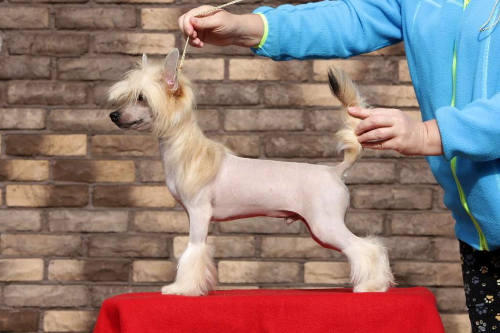 Incanto Del Mondo Vatican