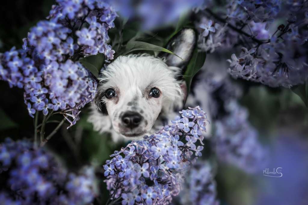 Joy to the world of Candymoor Castle