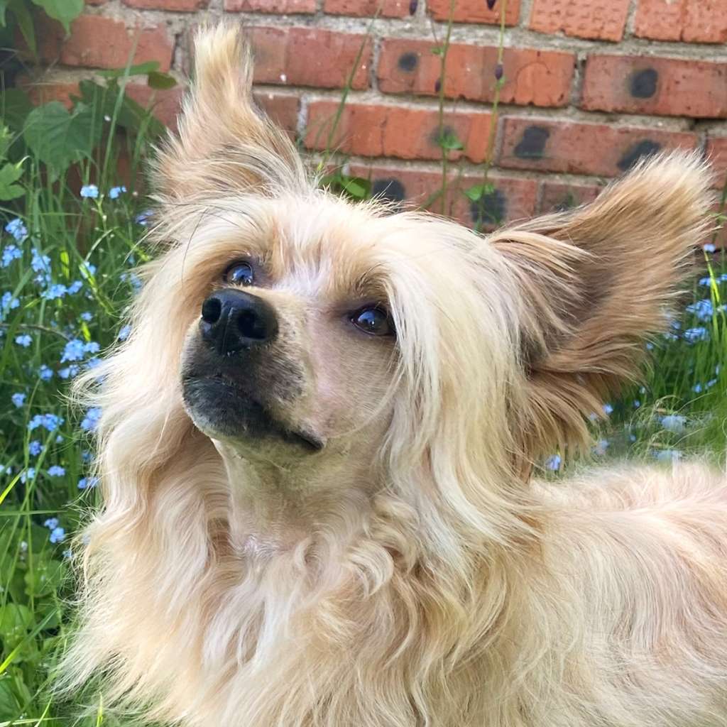 Zholesk Triumf Ksolo Club