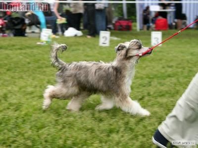 Zvenislava ot Volnogo Psa