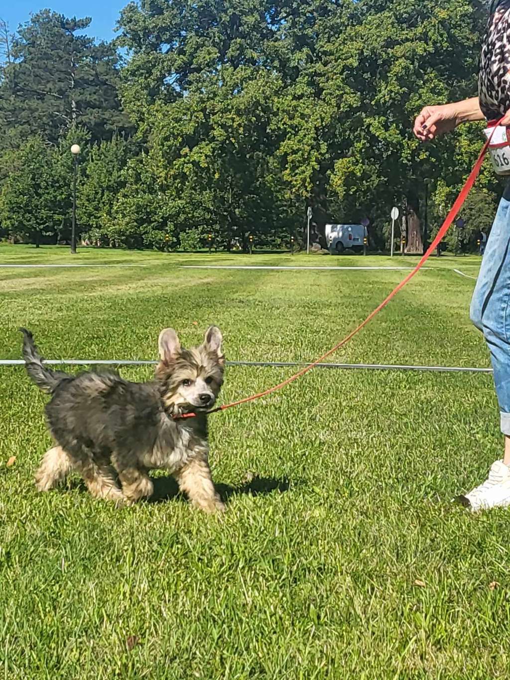 Petro   Grzywkomania