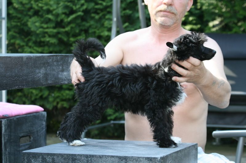 Black-Jack of Charley's Generation