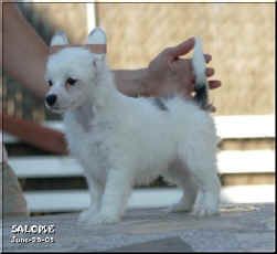 Salome Della Castafiore