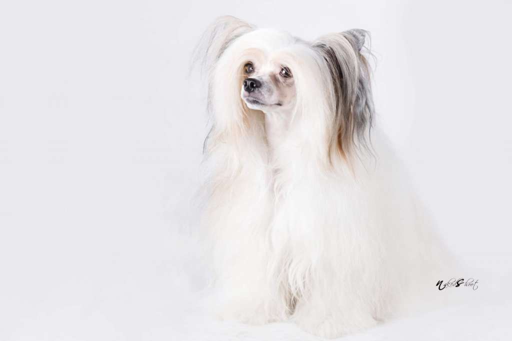 Crazy Cresteds Escoban Tinu