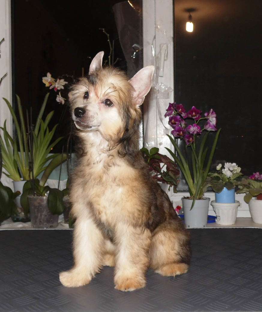 Caelestis Selectio Charlotte