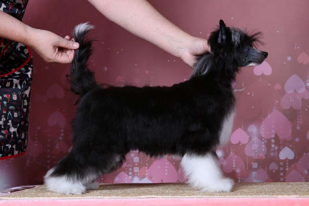 Incanto Del Mondo Zippy Black Pearl