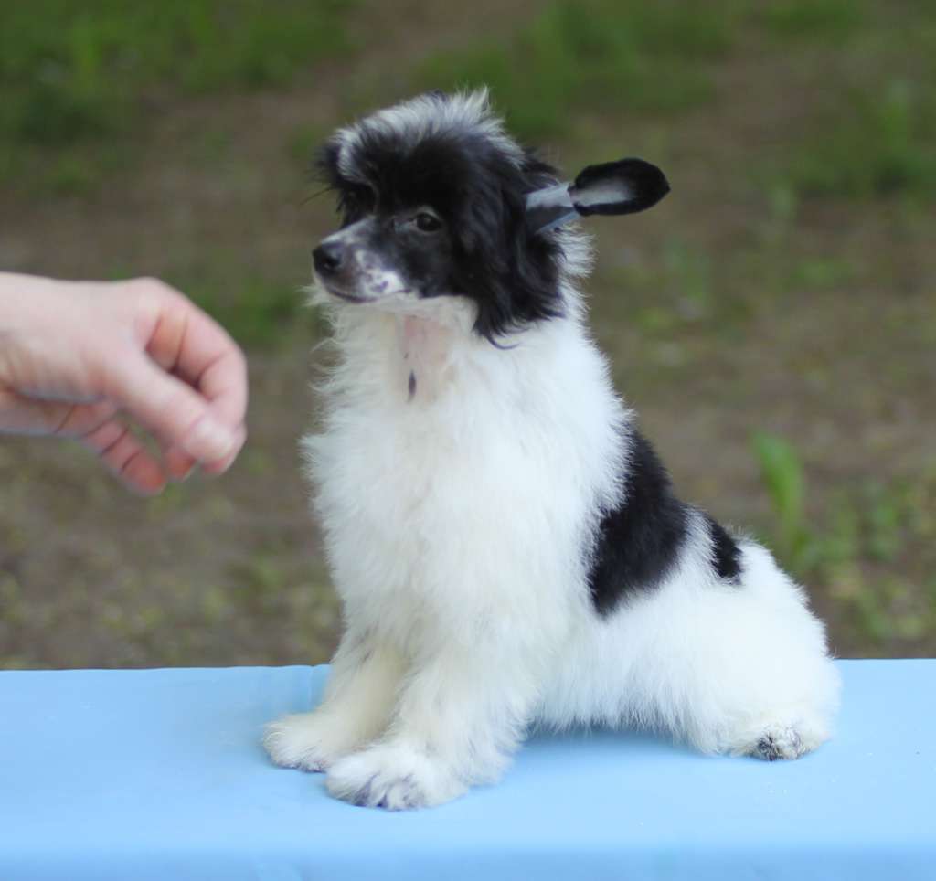 Vernisazh Mari Jadie