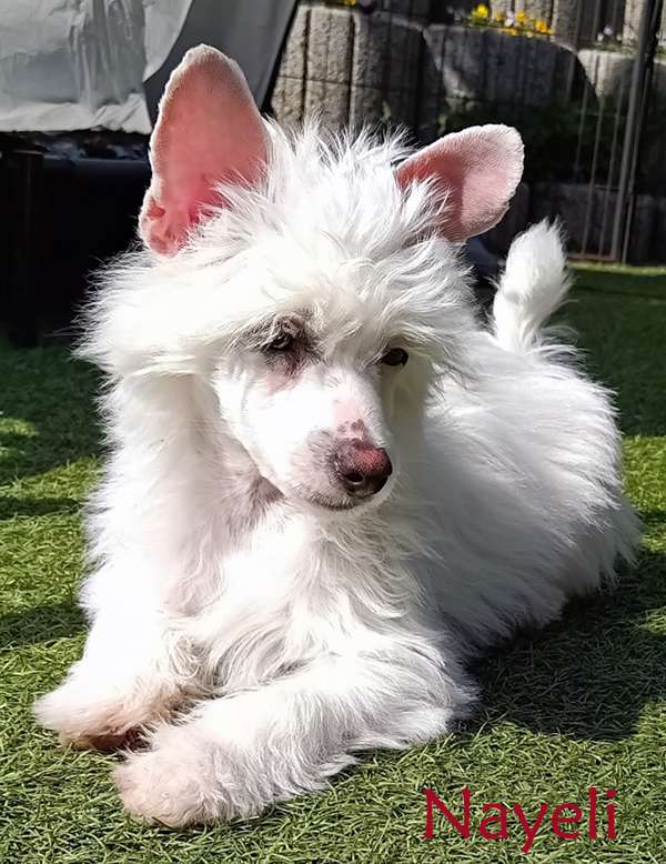 little Dragons Nayeli from BlackFairies