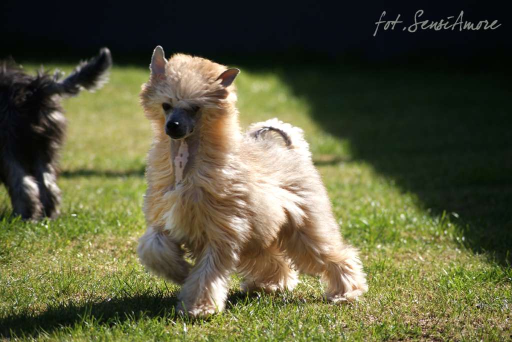Enamorados SensiAmore