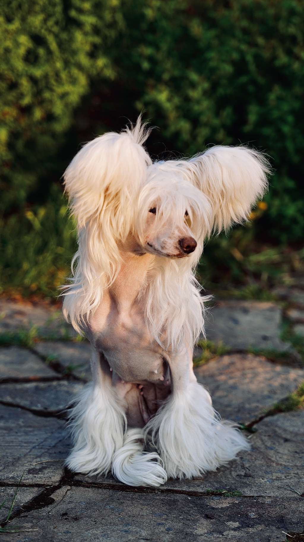 Top Crested Viva Princesa