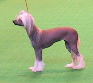 Solsplash Dance Of Romance