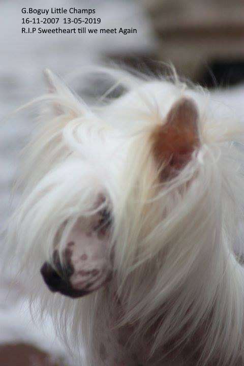 G.Boguy Little Champs