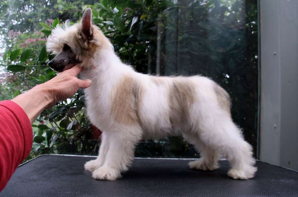 Be My Dog's Well Done Boy