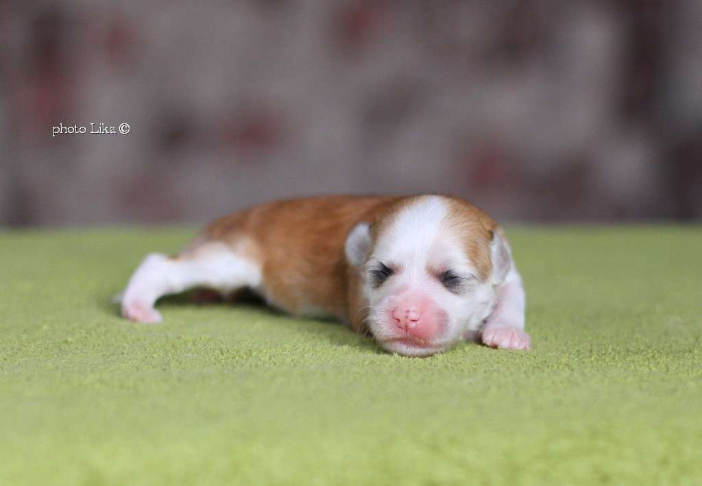 Family  Mar's Flamenko