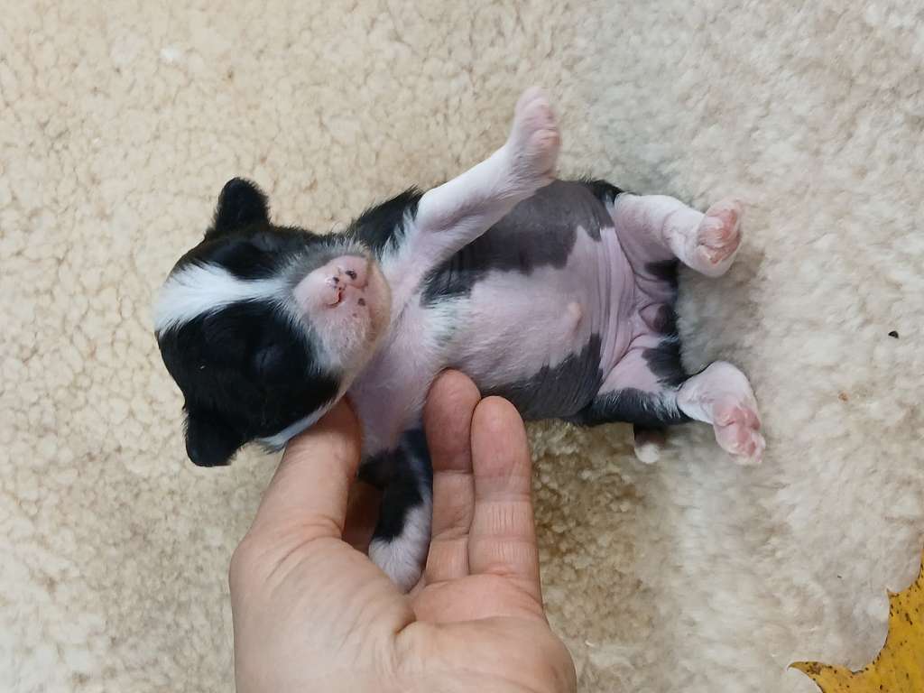 Angel O' Check Maya Moscow