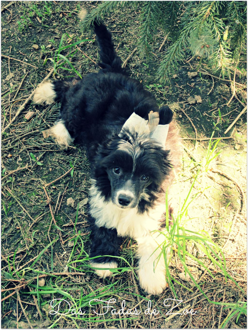 Merlín Das Fadas de Zoe