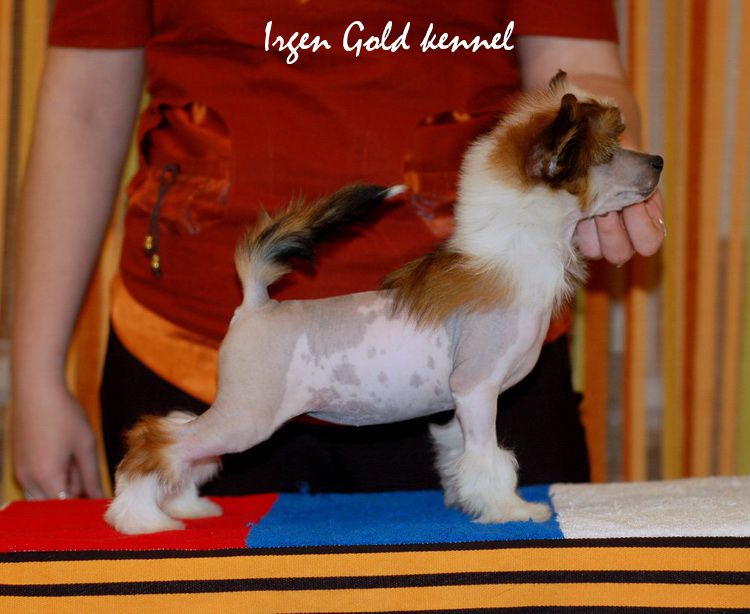 Irgen Gold Tru Trussardi