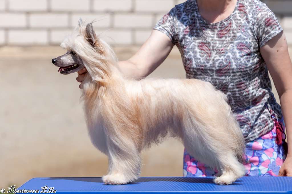 Shandy iz Sozvezdiya Khana