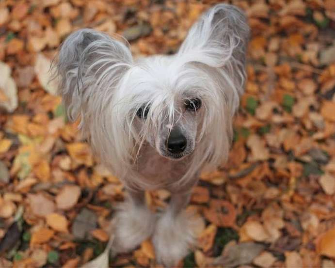 Viavrois Allday Anarchy