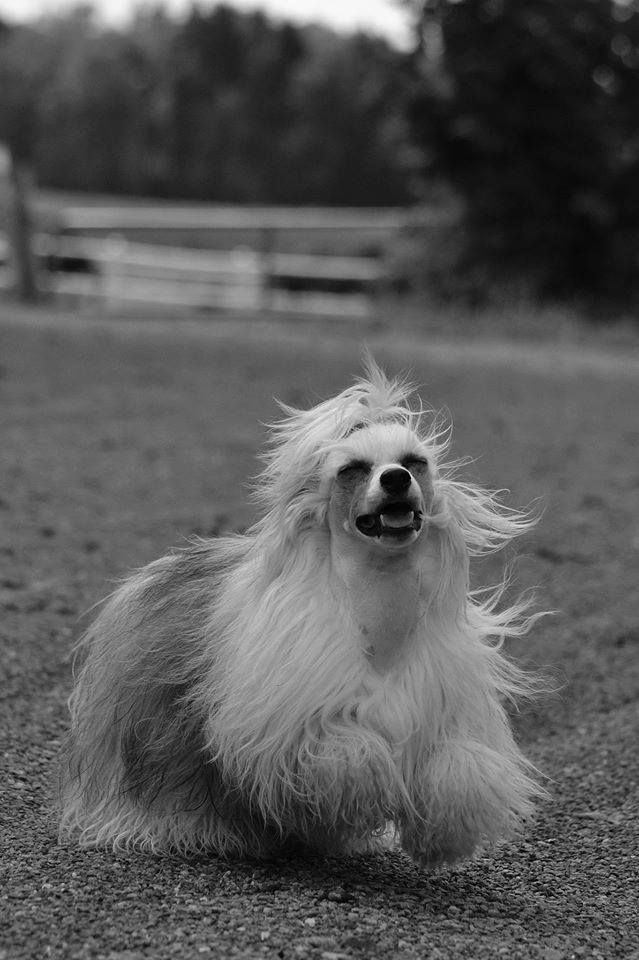 ChinoPata's Cosy Willow