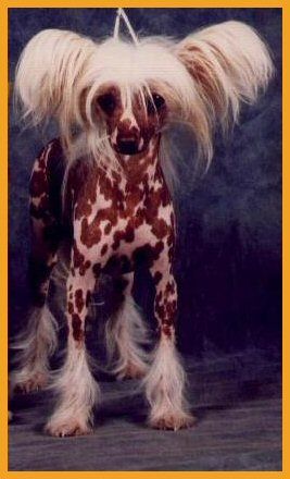 Unknown Lady Von Shinbashi