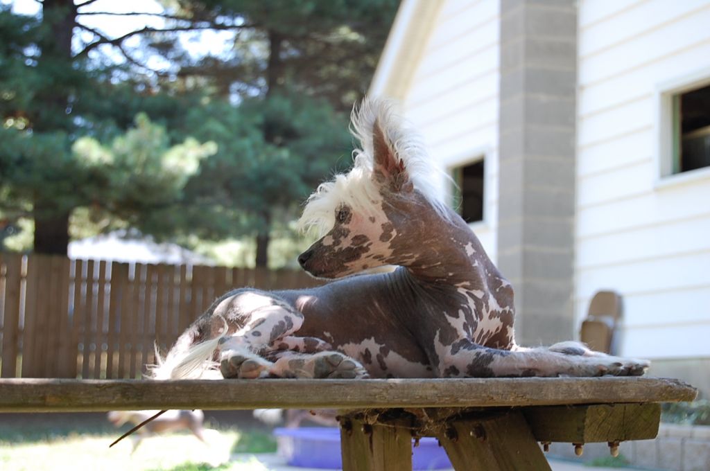 JSS The Emperor's Advisor at Lesmars