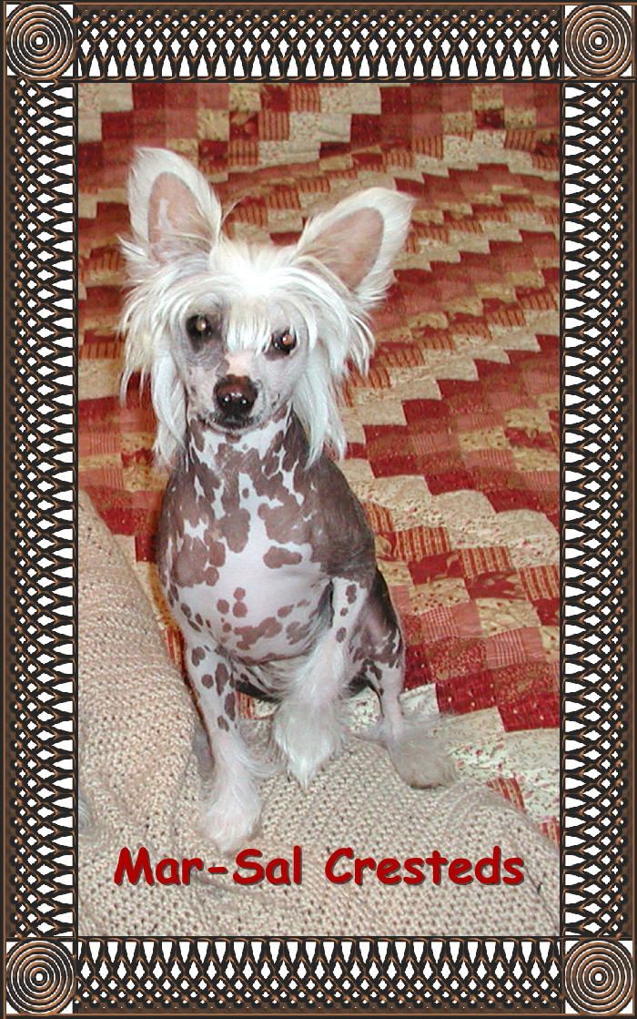 HHC Little Bit Of Mojo at Mar-Sal