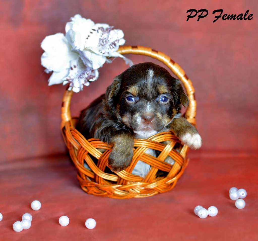 Legion Of Dream S...