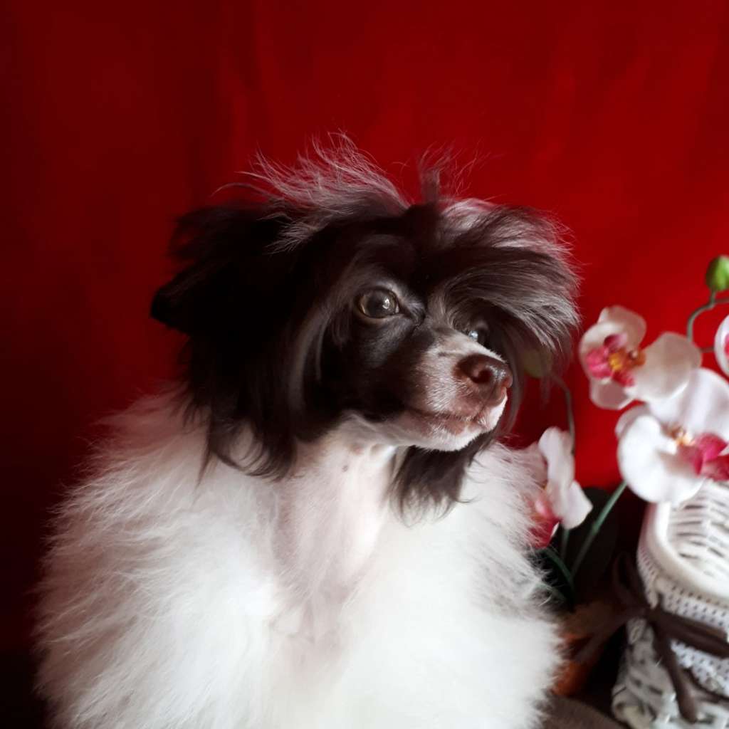 My Lucky Charm Winter Cherry