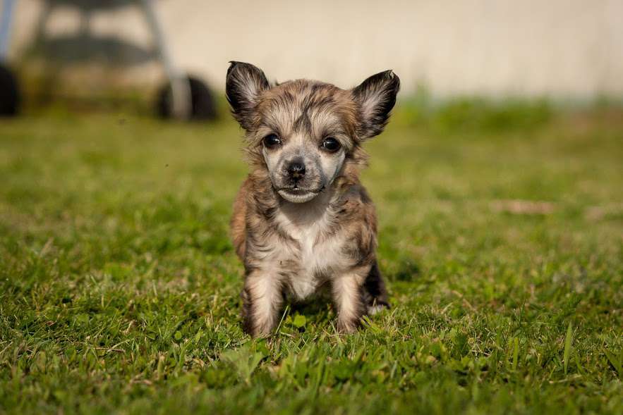 Drömtorpet's La Futura de la Beanie