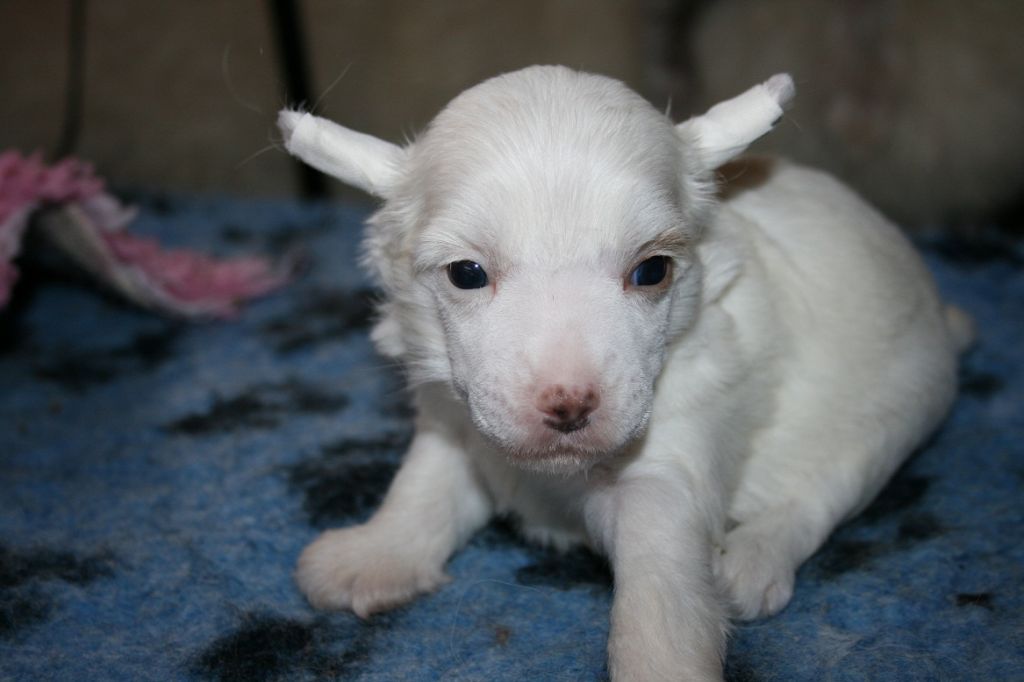 Bella Konstanta Kazanova