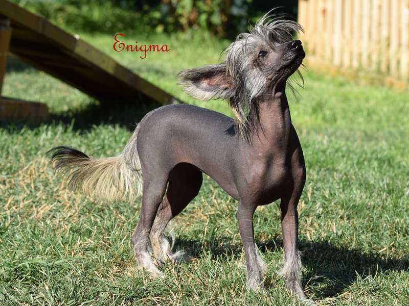 *Black Fairies* Enigma Kabuki Dreams