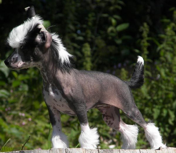 Lisar's Hooked On A Feeling 