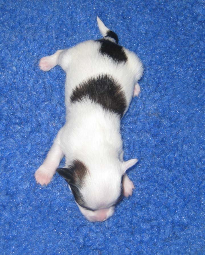 Jewels Playing By Heart