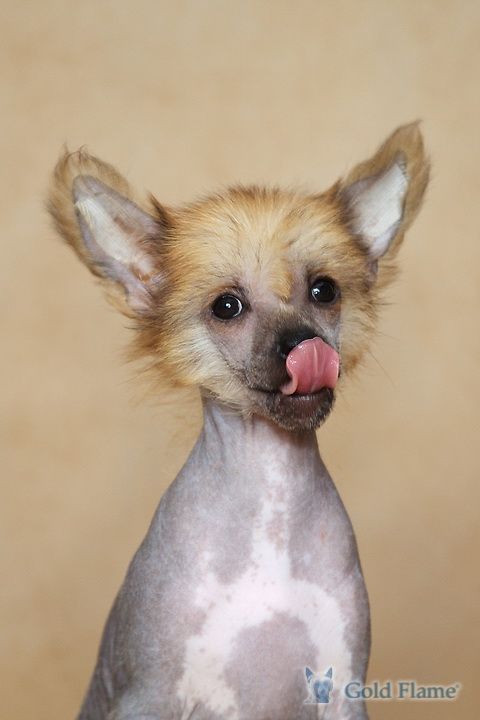 Zlato Dinastii Mitsubichi