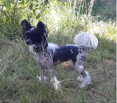 Cat's China Dogs My Royal Princess