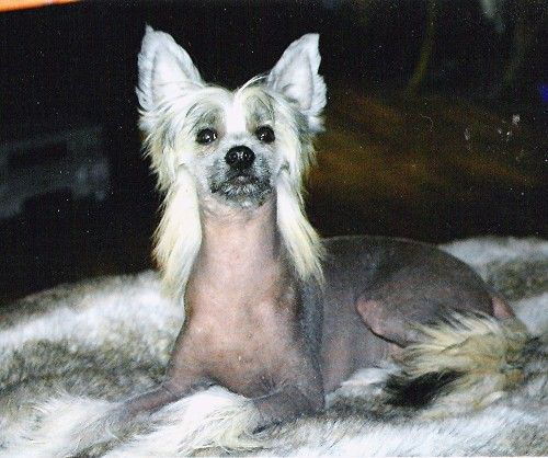 Rimabra's Last Man Standing