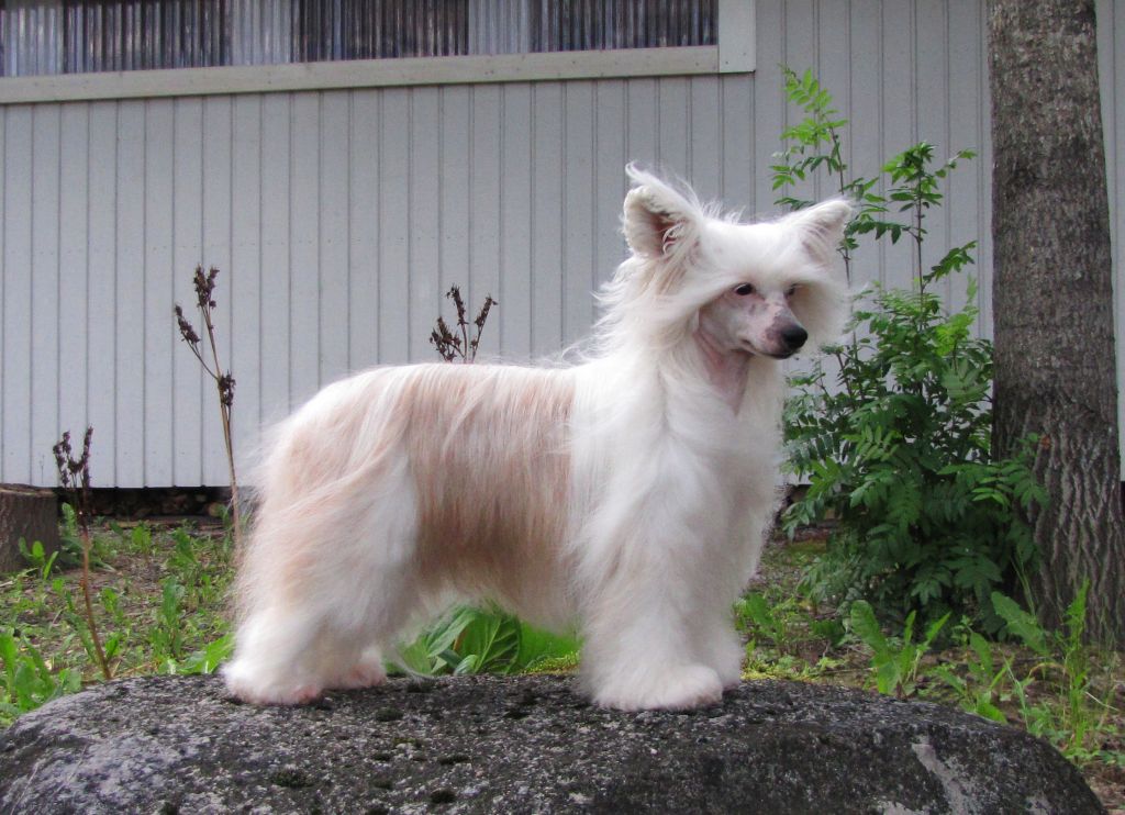 Arte Figure Copacabana