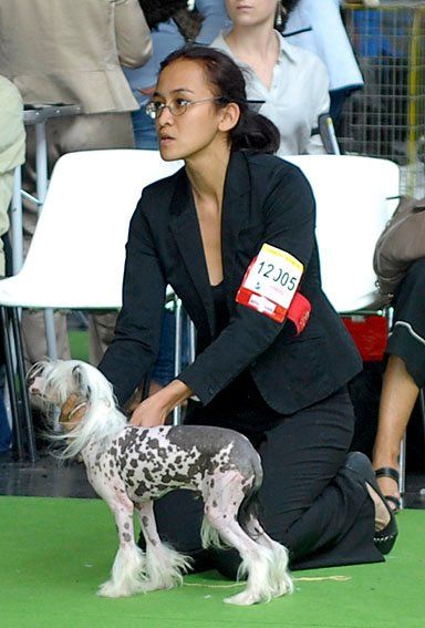 Oriental Jokes Flamenco