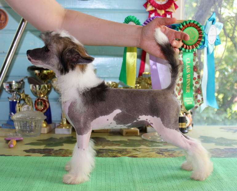 Angel O Check Valkiria