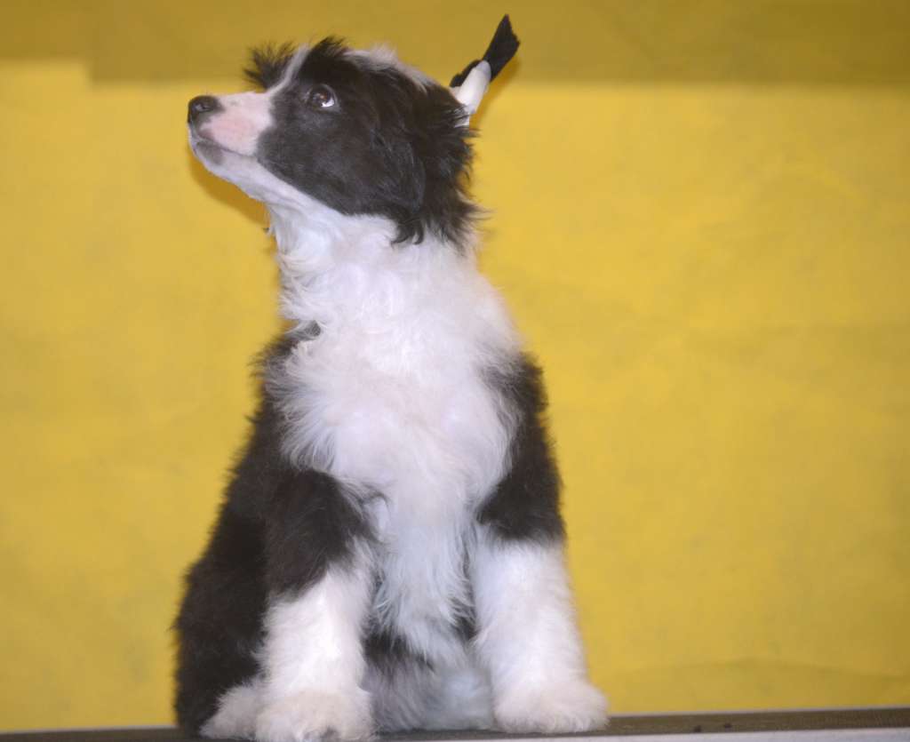 Ketrin Kristol Jeanne