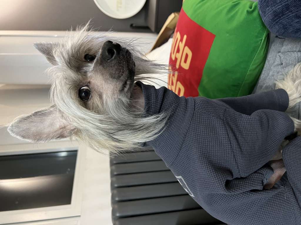 Rosa sinensis of Daina