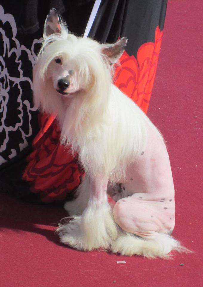 Dakota Rose The Ghost Goes West