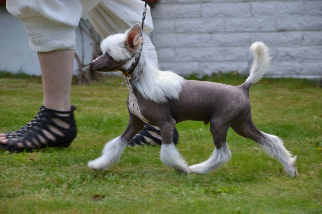 De La Mahafu's HP Luciano