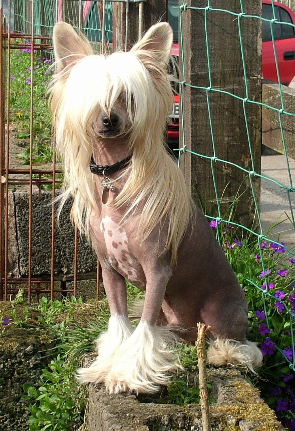 Gracemere Sergeant Pepper From Tamarsh