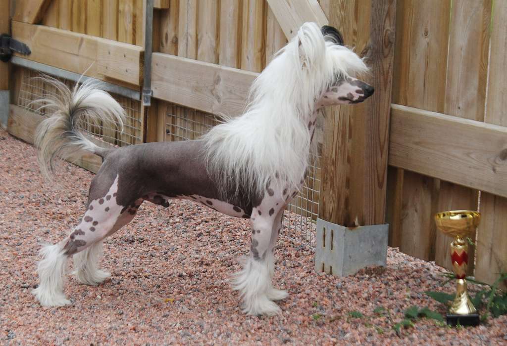 Mooncrest Jedi Master